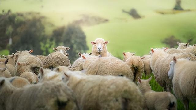 农村俗话“宁救百只羊，不救一头狼”什么意思，有道理吗百狼硅胶制品有限公司